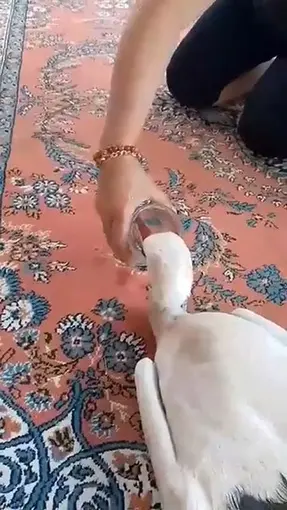 Yaralı leyleğe sahip çıktı
