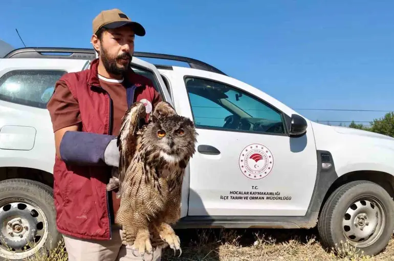 Yaralı puhu kuşu koruma altına alındı
