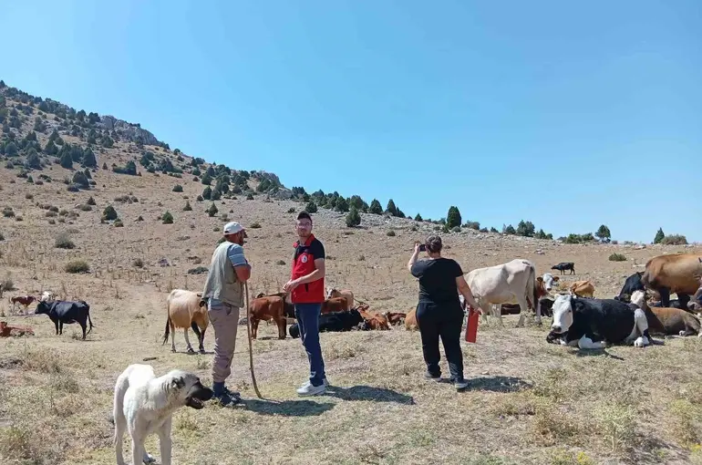 Yerli hayvan ırklarının korunması çalışmaları sürüyor

