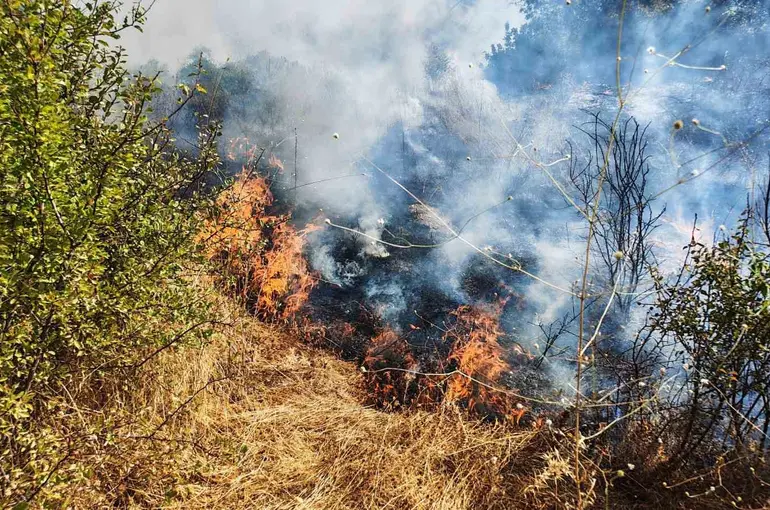 Yol kenarında başlayan yangın ormanlık alana sıçradı
