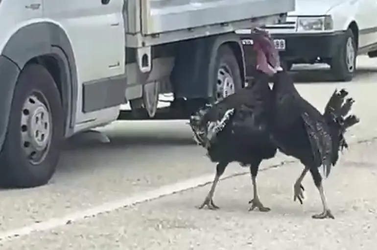 Yol ortasındaki hindi kavgası trafiği durdurdu

