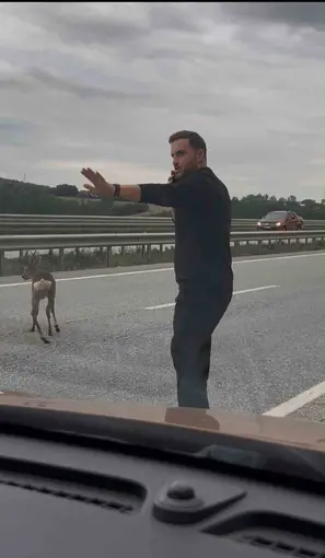 Yola düşen geyiğin yardımına koştu
