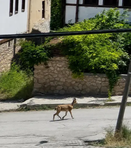 Yolunu şaşıran dağ keçisi ilçe merkezinde dolaşırken görüntülendi
