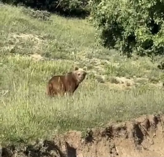 Yozgat’ta ayılar, o köyü mesken tuttu
