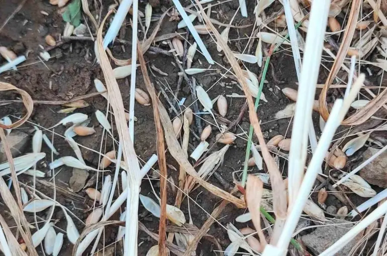 Yozgat’ta bu tarlaları biçerdöver değil dolu biçti
