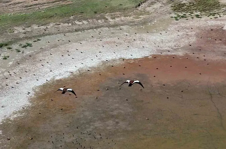 Yozgat’ta yüzlerce angut kuşunun gölet üzerindeki uçuşu dronla görüntülendi
