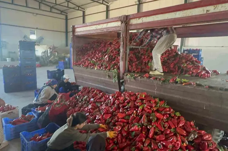 Yüksek aromasıyla öne çıkan Karacabey biberi salça yapımında revaçta
