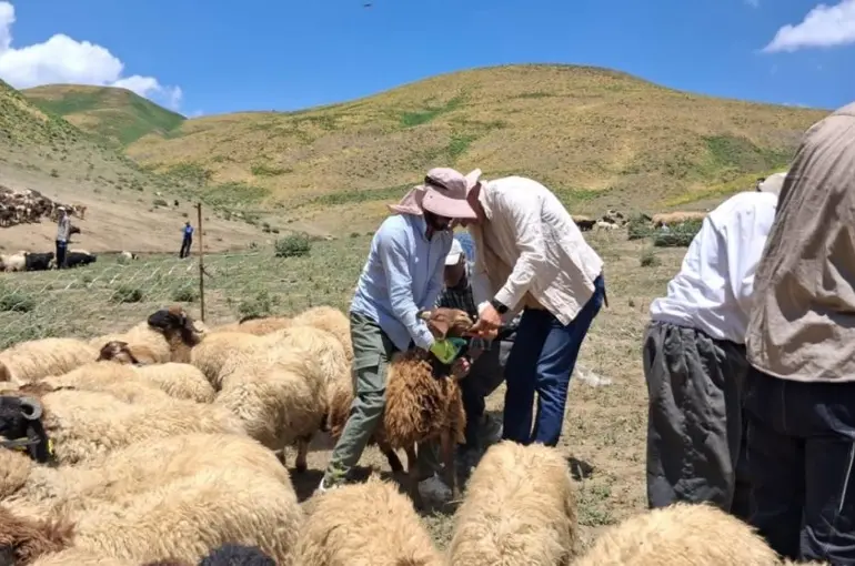 Yüksekova’da hayvanların aşılama ve kimliklendirme çalışmaları sürüyor

