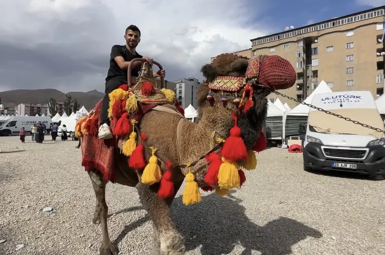 Yüksekova’ya getirilen develer ve midilli atları ilgi gördü
