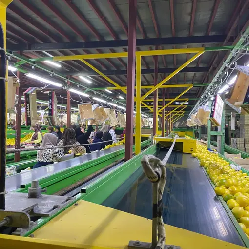 Yurt dışına satılan limonda pestisit kontrolleri sürüyor
