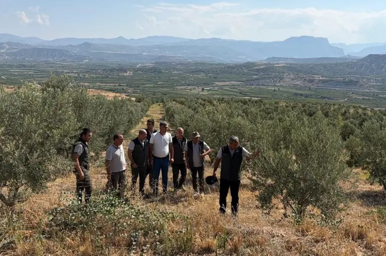 Zeytin ağaçlandırması orman köylüsüne gelir kapısı oluyor
