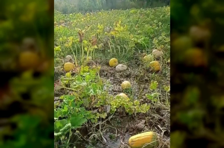 1 yıllık emeği heba olan çiftçi isyan etti