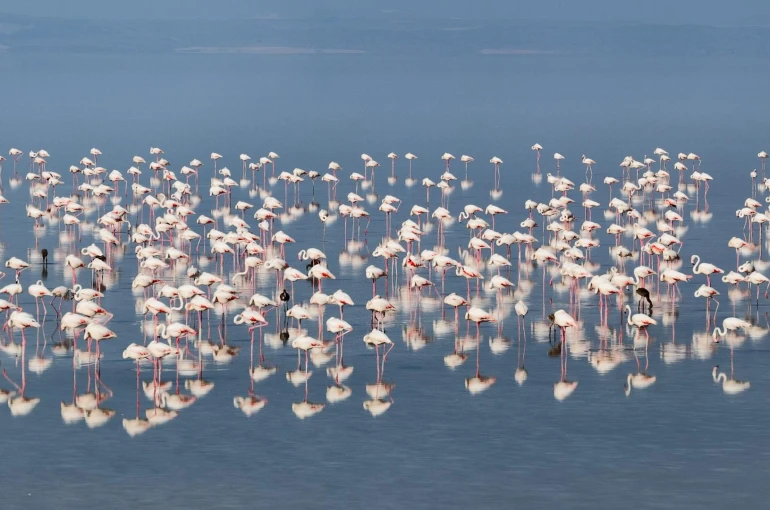 12 bin 800 yavru flamingo Tuz Gölü’nde yaşam buldu