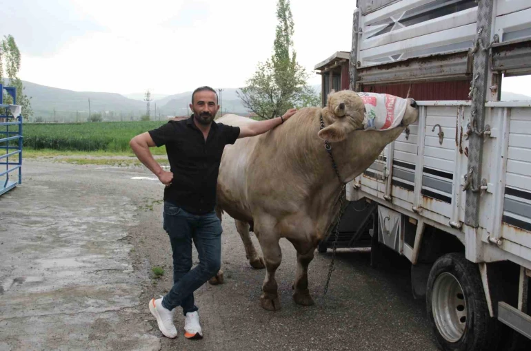 1,2 tonluk kurbanlık 650 bin liraya alıcısını bekliyor
