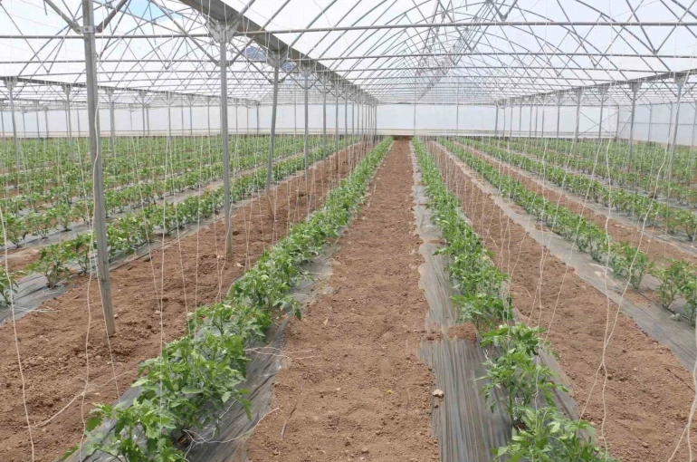 23 dekarlık serada yılda 3 ürün hasadı