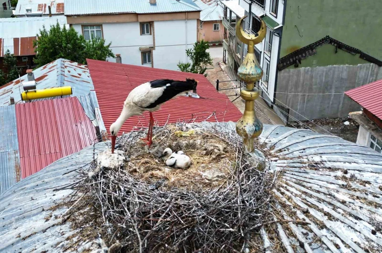 25 yıl sonra ilçeye gelen leylek ailesinde 1 yavru sağ kalabildi