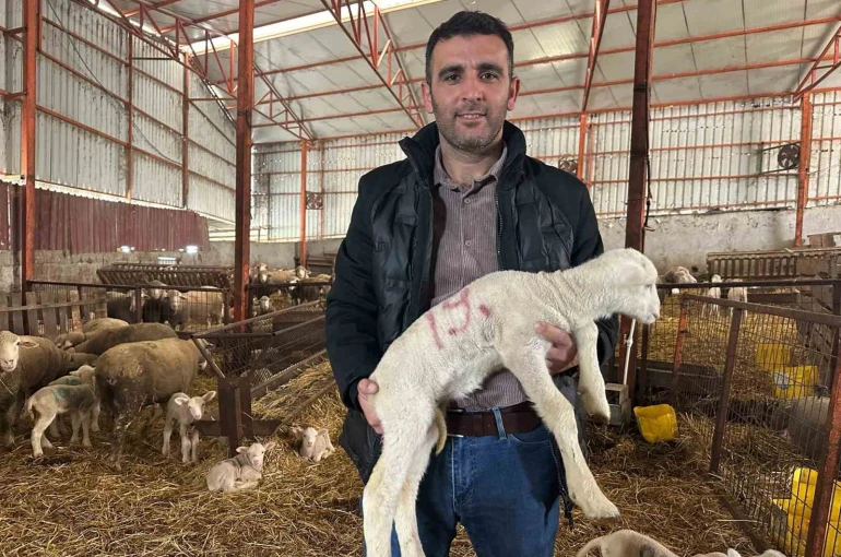 57 yıllık tecrübeden koyunculuğa başlayacaklara önemli öneriler