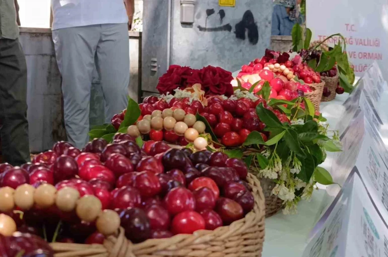 60. Uluslararası Tekirdağ Kiraz Festivali başladı: En güzel kirazlara 60 bin lira ödül