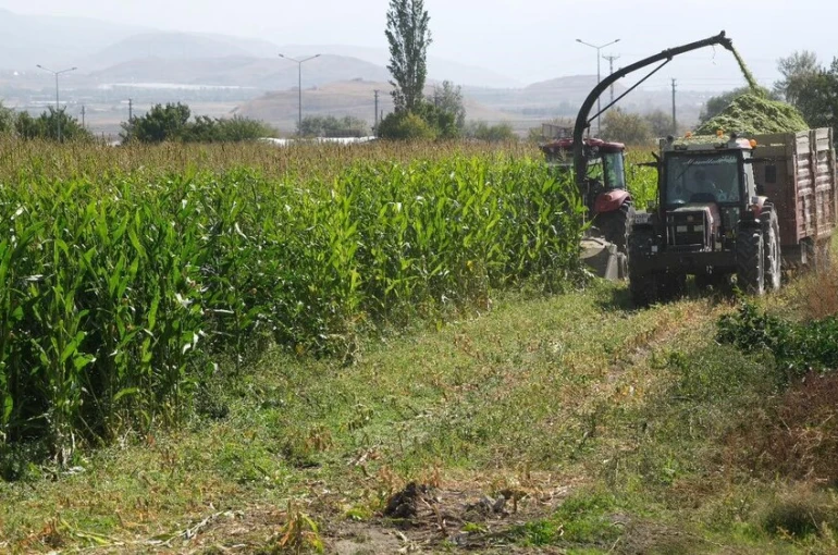 98 dönüm alana ekilen silajlık mısırların hasadı yapıldı