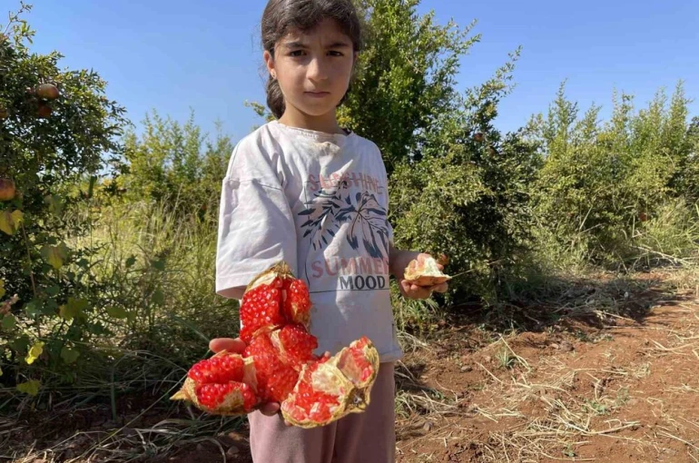 AB tescilli Suruç narında hasat dönemi başladı
