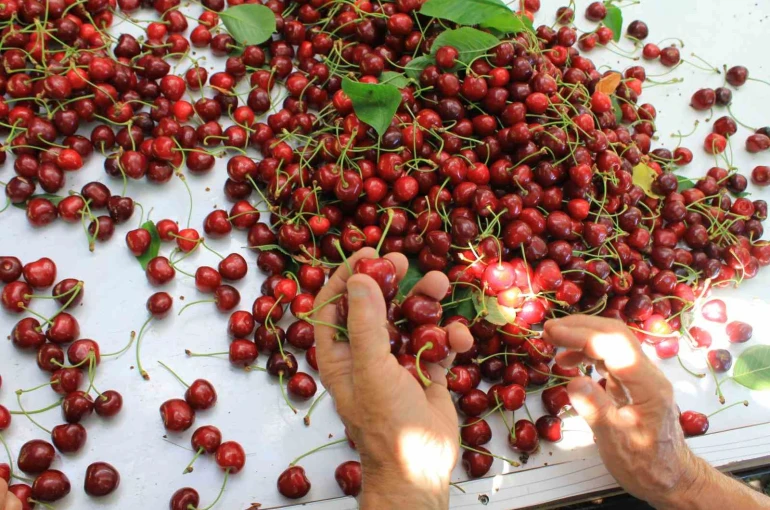ABD ve Avrupa kirazda bu aromayı özellikle istiyor