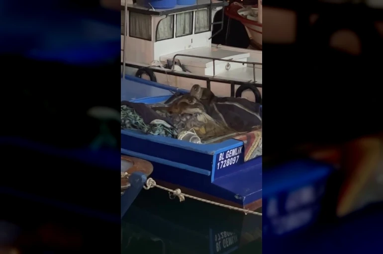 Aç kalan anne su samuru ve yavruları Gemlik’te tekneye sığındı