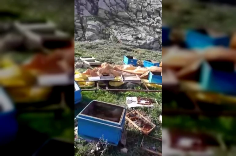 Aç kalan ayı kovanları parçaladı, kaçarken görüntülendi