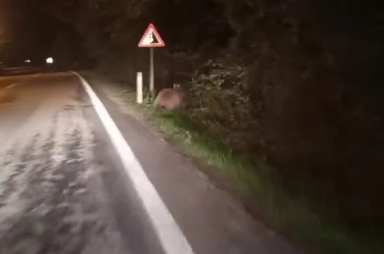 Aç kalan ayılar yollara düştü