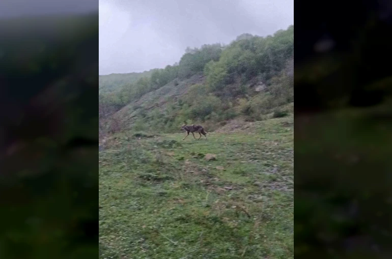 Aç kalan çakal yerleşim yerine indi 