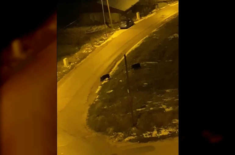 Aç kalan domuzlar şehre indi