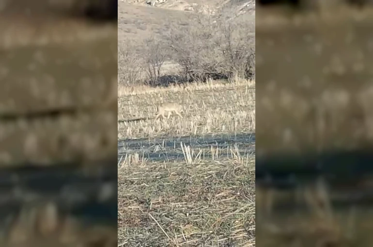 Aç kalan kurtlar yerleşim merkezine indi