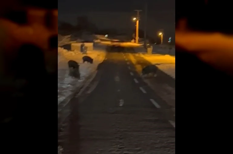 Aç kalan yaban domuzları yerleşim yerine indi
