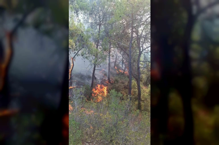 Adana’da çıkan orman yangınları söndürüldü