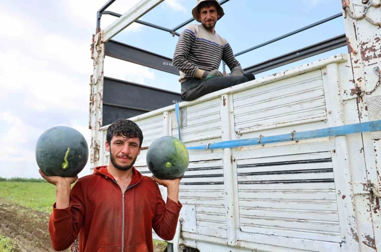 Adana’da karpuz hasadında sona gelindi