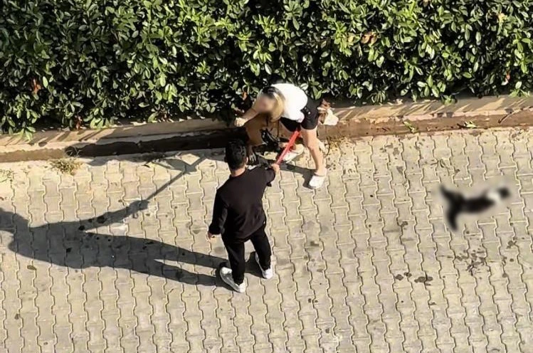 Adana’da kediyi parçalayan pitbullun sahibine 95 bin lira ceza 