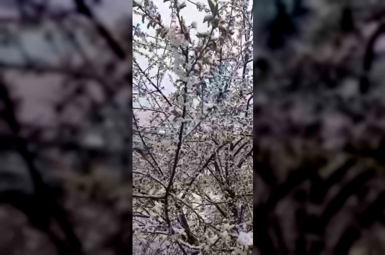 Adana’da kiraz çiçekleri karla kaplandı