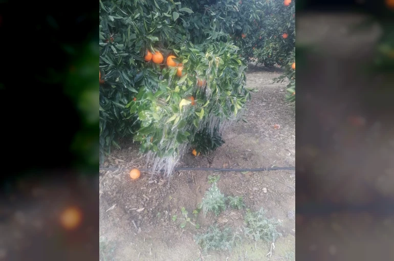 Adana’da portakal ağaçları buz tuttu