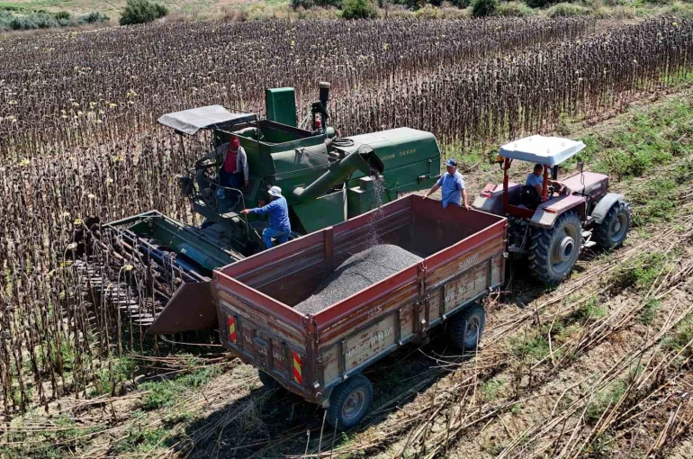 Adana’da yağlık ayçiçeği hasadı başladı: Yüksek rekolte üreticiyi sevindirdi