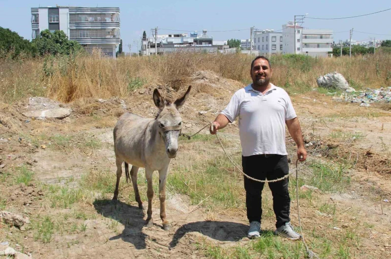 Adanalılar eşeklerin sahibini arıyor