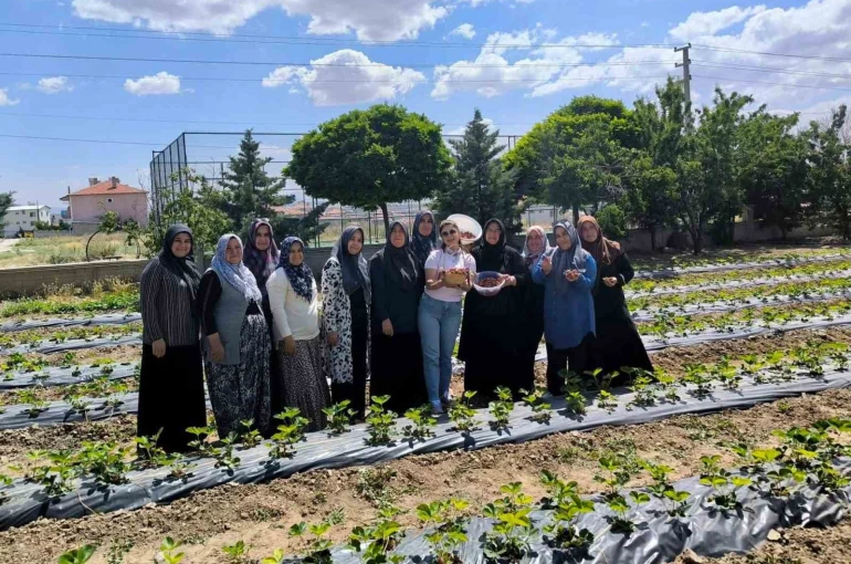 ADEM projesinde ilk çilek hasadı yapıldı
