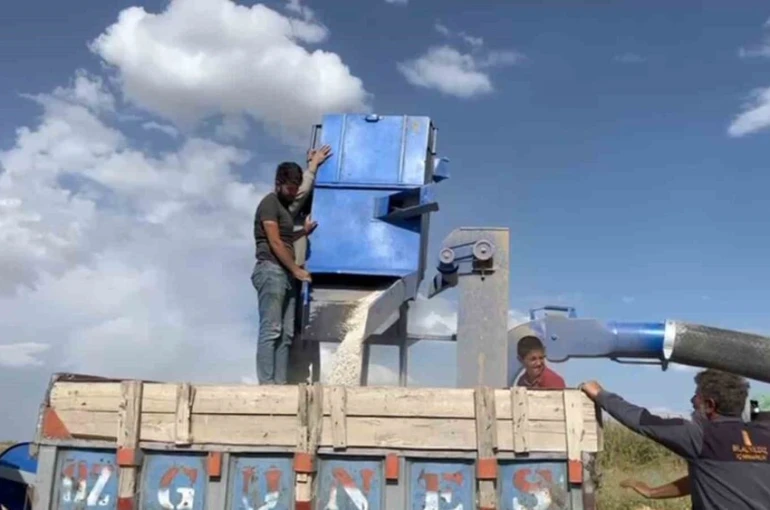 Adilcevaz’da fasulye hasadı başladı