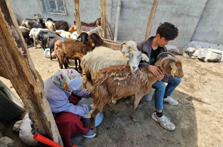 Adilcevaz’da yaylacıların yaz mesaisi devam ediyor
