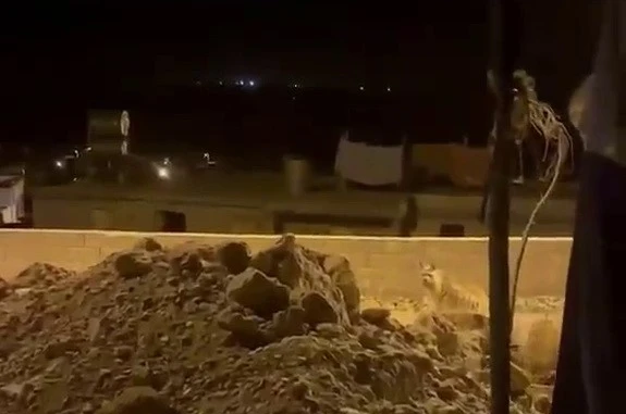 Adıyaman’da çizgili sırtlan evlerin bahçesinde görüntülendi 