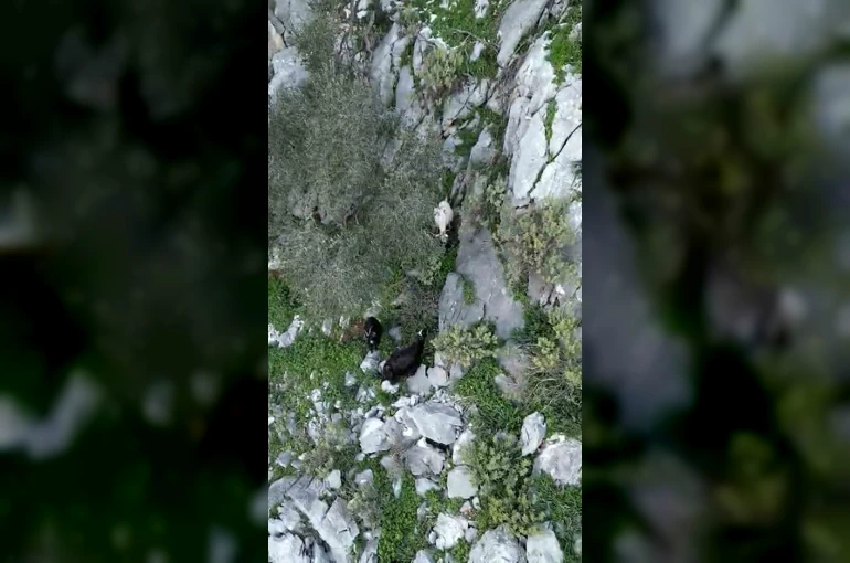 AFAD’dan keçi kurtarma operasyonu 