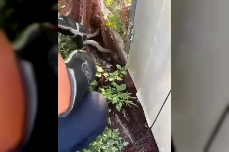 Ağa dolanarak mahsur kalan yılanı itfaiye kurtardı