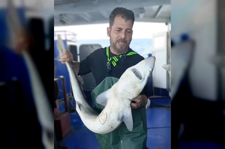 Ağa takılan köpekbalığı denize bırakıldı