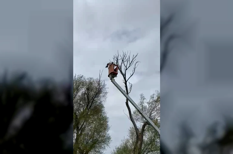 Ağaçta asılı kalan leylek kurtarıldı