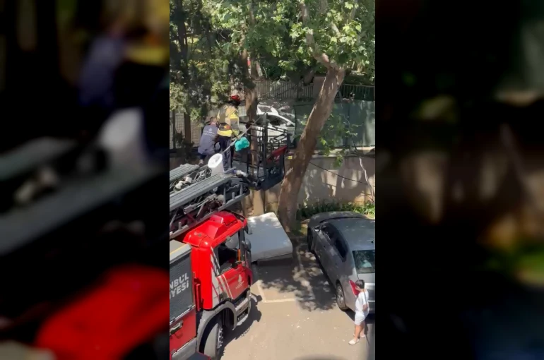 Ağaçta mahsur kalan kedi itfaiye tarafından kurtarıldı