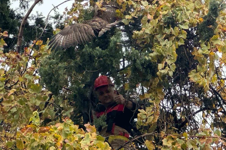 Ağaçta mahsur kalan şahini itfaiye kurtardı