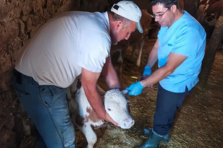 Ağın’da büyükbaş hayvanlarda aşılama ve küpeleme çalışması